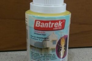 Rekomendasi untuk Obat Anti Rayap