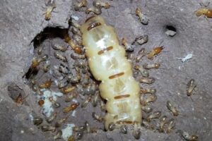 3 Cara Praktis Mengusir Rayap